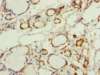 Immunohistochemistry (Formalin/PFA-fixed paraffin-embedded sections) - Anti-PGLS antibody (AB229980), expandable thumbnail