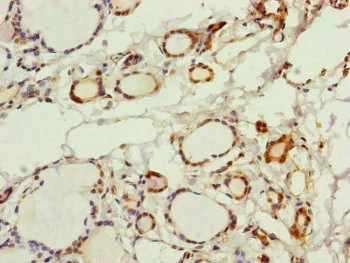 Immunohistochemistry (Formalin/PFA-fixed paraffin-embedded sections) - Anti-PGLS antibody (AB229980)