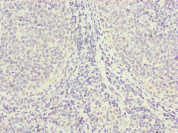Immunohistochemistry (Formalin/PFA-fixed paraffin-embedded sections) - Anti-PGLS antibody (AB229980), expandable thumbnail