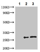Immunoprecipitation - Anti-PGLS antibody (AB229980), expandable thumbnail