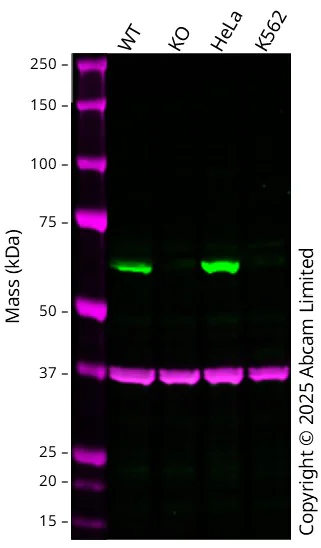 Western blot - Anti-PGM1 antibody [CL3299] (AB223469)