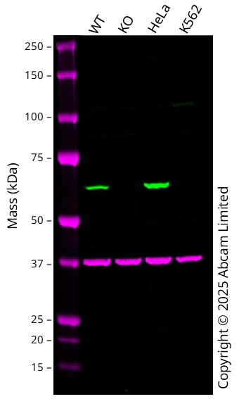 Western blot - Anti-PGM1 antibody [EPR15240] (AB188869)