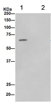 Immunoprecipitation - Anti-PGM1 antibody [EPR15240] - BSA and Azide free (AB250979)