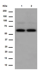 Western blot - Anti-PGM1 antibody [EPR15240] - BSA and Azide free (AB250979)