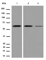 Western blot - Anti-PGM1 antibody [EPR15240] - BSA and Azide free (AB250979)