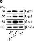 Western blot - Anti-PGM1 antibody [EPR15241] (AB192876)