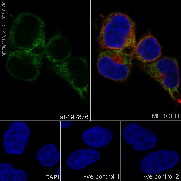 Immunocytochemistry/ Immunofluorescence - Anti-PGM1 antibody [EPR15241] - BSA and Azide free (AB251158), expandable thumbnail