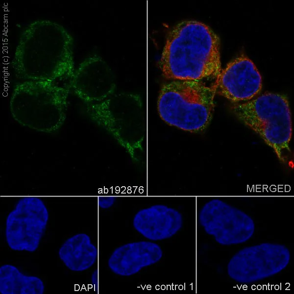 Immunocytochemistry/ Immunofluorescence - Anti-PGM1 antibody [EPR15241] - BSA and Azide free (AB251158)