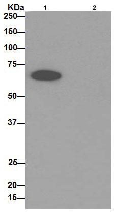Immunoprecipitation - Anti-PGM1 antibody [EPR15241] - BSA and Azide free (AB251158), expandable thumbnail