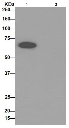 Immunoprecipitation - Anti-PGM1 antibody [EPR15241] - BSA and Azide free (AB251158)