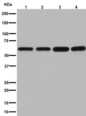 Western blot - Anti-PGM1 antibody [EPR15241] - BSA and Azide free (AB251158)