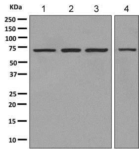 Western blot - Anti-PGM2 antibody [EPR10393(B)] - BSA and Azide free (AB249059)