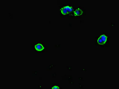Immunocytochemistry/ Immunofluorescence - Anti-PGP antibody (AB234884)