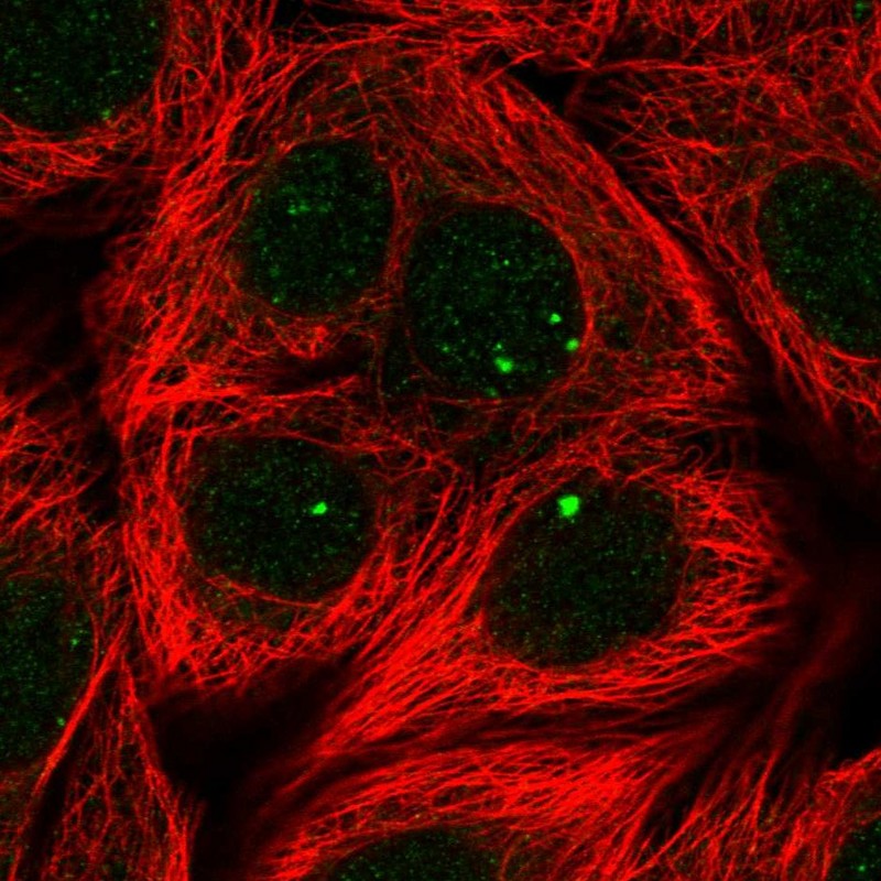 Immunocytochemistry/ Immunofluorescence - Anti-PGP antibody (AB261736), expandable thumbnail