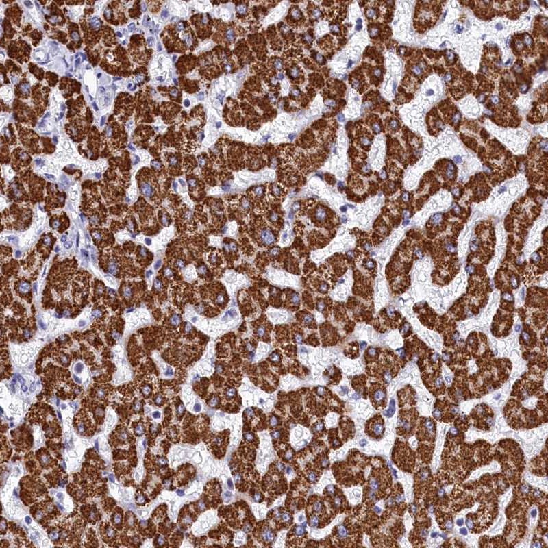 Immunohistochemistry (Formalin/PFA-fixed paraffin-embedded sections) - Anti-PGP antibody (AB262880)