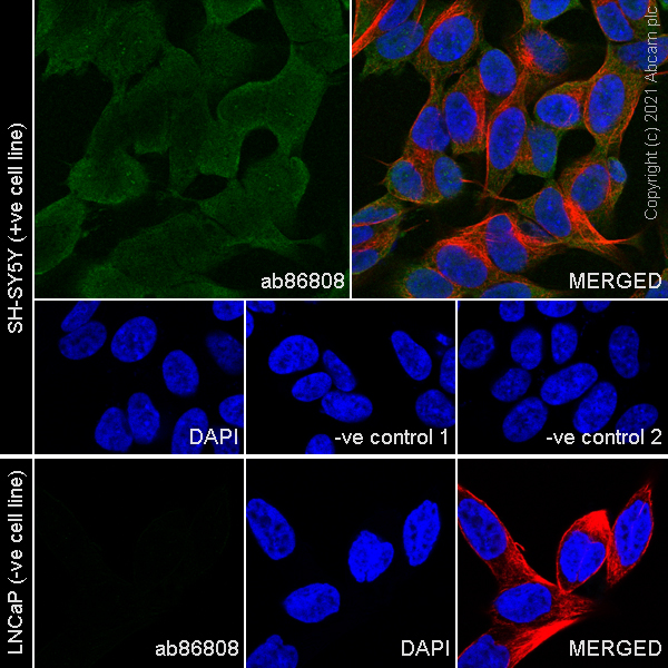 Immunocytochemistry/ Immunofluorescence - Anti-PGP9.5 antibody [346CT2.5.1] - Neuronal Marker (AB86808)