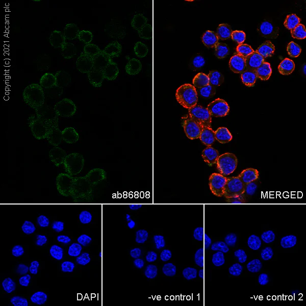 Immunocytochemistry/ Immunofluorescence - Anti-PGP9.5 antibody [346CT2.5.1] - Neuronal Marker (AB86808)