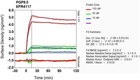 OI-RD Scanning - Anti-PGP9.5 antibody [EPR4117] - Neuronal Marker (AB109261), expandable thumbnail