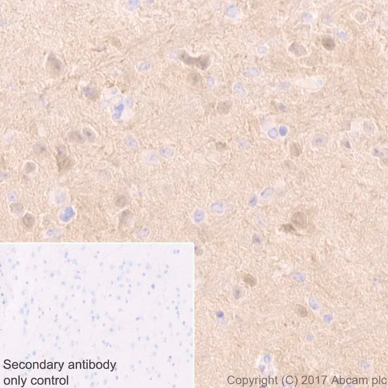 Immunohistochemistry (Formalin/PFA-fixed paraffin-embedded sections) - Anti-PGP9.5 antibody [EPR4118] - BSA and Azide free (AB220823)