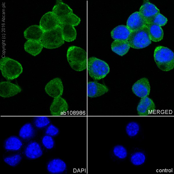 Immunocytochemistry/ Immunofluorescence - Anti-PGP9.5 antibody [EPR4118] - Neuronal Marker (ab108986), expandable thumbnail