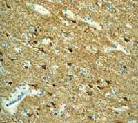 Immunohistochemistry (Formalin/PFA-fixed paraffin-embedded sections) - Anti-PGP9.5 antibody [EPR4118] - Neuronal Marker (ab108986), expandable thumbnail
