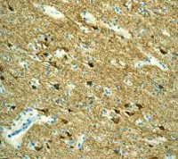 Immunohistochemistry (Formalin/PFA-fixed paraffin-embedded sections) - Anti-PGP9.5 antibody [EPR4118] - Neuronal Marker (AB108986)