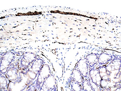Immunohistochemistry (Formalin/PFA-fixed paraffin-embedded sections) - Anti-PGP9.5 antibody [EPR4118] - Neuronal Marker (ab108986), expandable thumbnail