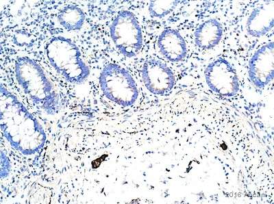 Immunohistochemistry (Formalin/PFA-fixed paraffin-embedded sections) - Anti-PGP9.5 antibody [EPR4118] - Neuronal Marker (AB108986)