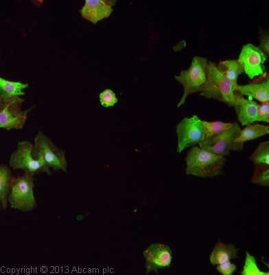 Immunocytochemistry/ Immunofluorescence - Anti-PGP9.5 antibody - Neuronal Marker (AB15503), expandable thumbnail