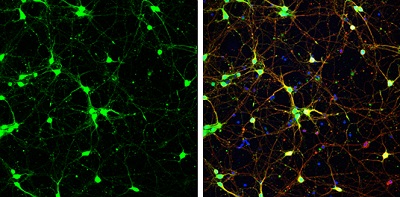 Immunocytochemistry/ Immunofluorescence - Anti-PGP9.5 antibody (AB227157), expandable thumbnail
