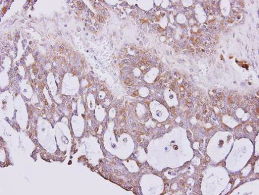 Immunohistochemistry (Formalin/PFA-fixed paraffin-embedded sections) - Anti-PGP9.5 antibody - Neuronal Marker (AB227157)