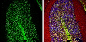Immunohistochemistry (Frozen sections) - Anti-PGP9.5 antibody - Neuronal Marker (ab227157), expandable thumbnail