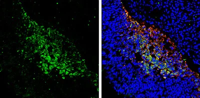 Immunohistochemistry (Frozen sections) - Anti-PGP9.5 antibody - Neuronal Marker (AB227157)