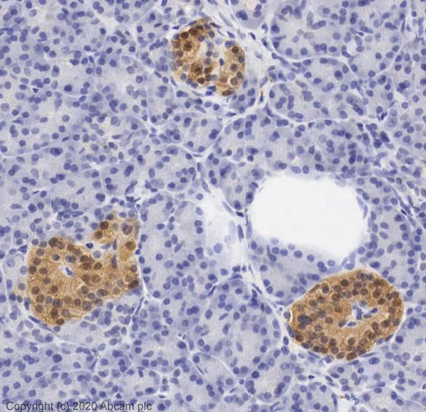 Immunohistochemistry (Formalin/PFA-fixed paraffin-embedded sections) - Anti-PGP9.5 antibody - Neuronal Marker (AB27053)