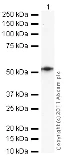Western blot - Anti-PGP9.5 antibody - Neuronal Marker (AB27053)