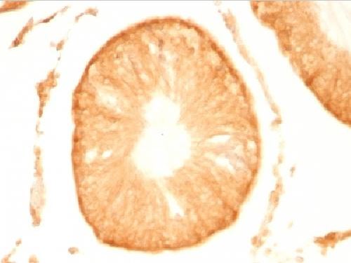 Immunohistochemistry (Formalin/PFA-fixed paraffin-embedded sections) - Anti-PGP9.5 antibody [UCHL1/775] - Neuronal Marker (AB220209), expandable thumbnail