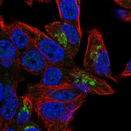Immunocytochemistry/ Immunofluorescence - Anti-PGPEP1 antibody (AB220735), expandable thumbnail