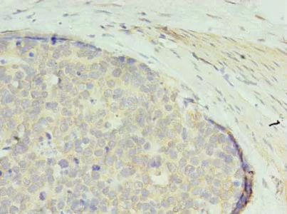 Immunohistochemistry (Formalin/PFA-fixed paraffin-embedded sections) - Anti-PGPL antibody (AB235771)