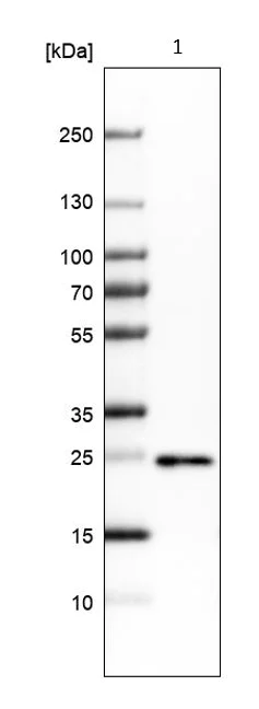 Western blot - Anti-PGRMC1 antibody (AB224054)