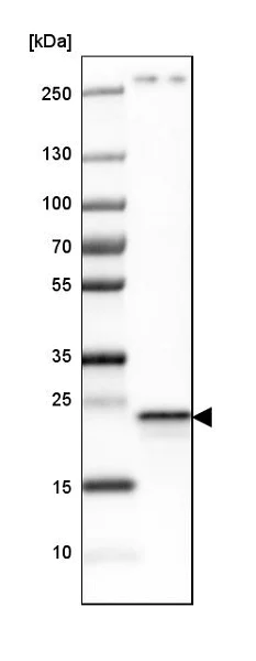 Western blot - Anti-PGRMC1 antibody (AB224054)