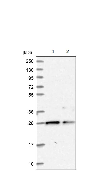 Western blot - Anti-PGRMC2 antibody (AB251875)
