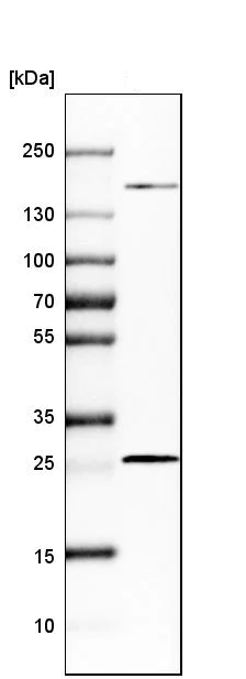 Western blot - Anti-PGRMC2 antibody (AB251875)