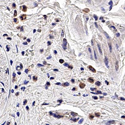 Immunohistochemistry (Formalin/PFA-fixed paraffin-embedded sections) - Anti-PGRPS antibody [188C424] (AB13903)