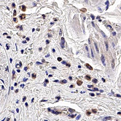 Immunohistochemistry (Formalin/PFA-fixed paraffin-embedded sections) - Anti-PGRPS antibody [188C424] (AB13903)