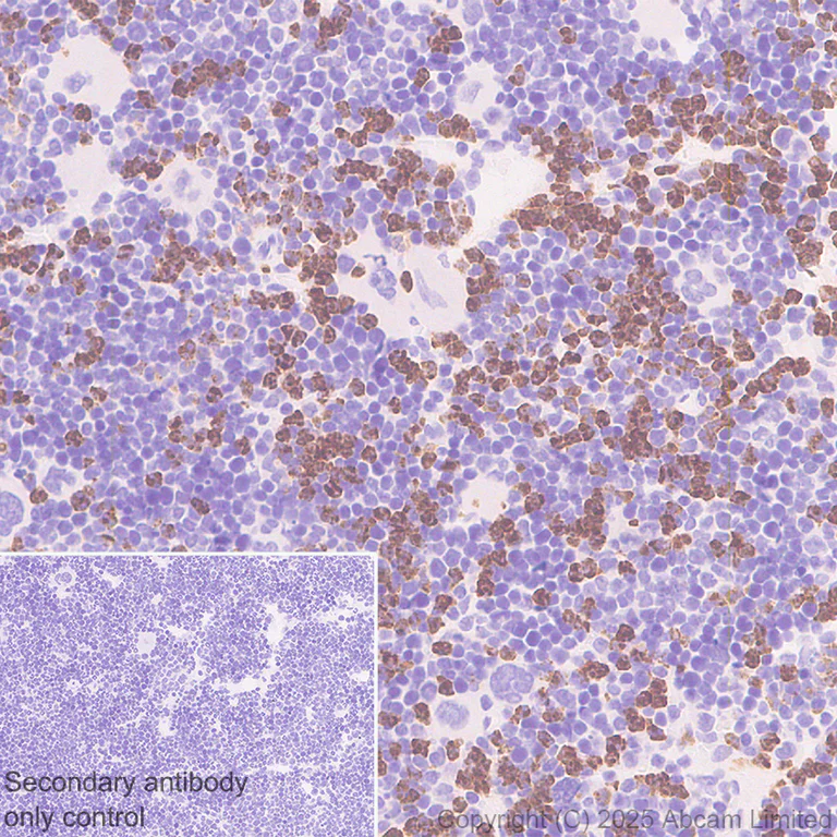 Immunohistochemistry (Formalin/PFA-fixed paraffin-embedded sections) - Anti-PGRPS antibody [EPR30470-91] (AB325131)