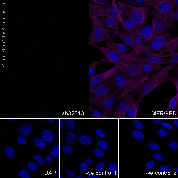 Immunocytochemistry/ Immunofluorescence - Anti-PGRPS antibody [EPR30470-91] – BSA and Azide free (AB325145)