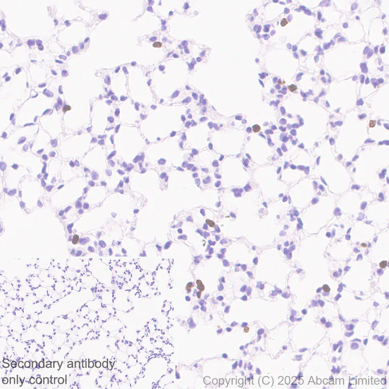 Immunohistochemistry (Formalin/PFA-fixed paraffin-embedded sections) - Anti-PGRPS antibody [EPR30470-91] – BSA and Azide free (AB325145)
