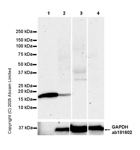 Western blot - Anti-PGRPS antibody [EPR30470-91] – BSA and Azide free (AB325145)