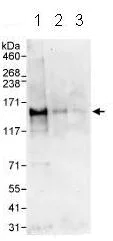 Western blot - Anti-PH3 antibody (AB80612)