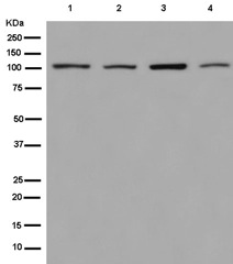Western blot - Anti-PH3 antibody [EPR13306] (AB180577)